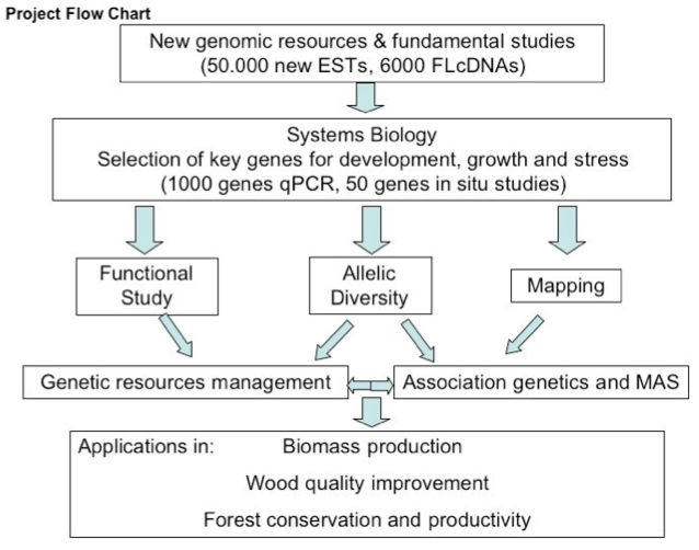 Sustainpine work plan